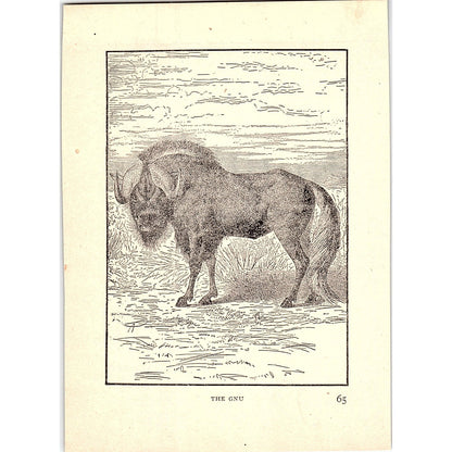 The Gnu 1902 Engraving Plate AF4-H4