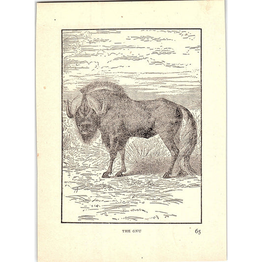 The Gnu 1902 Engraving Plate AF4-H4