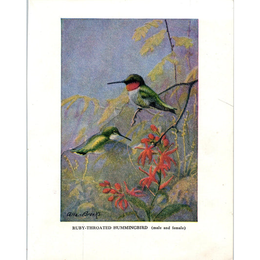 Ruby-Throated Hummingbird 4.5x.6.25" Allan Brooks 1934 Bird Book Print AF1-BB