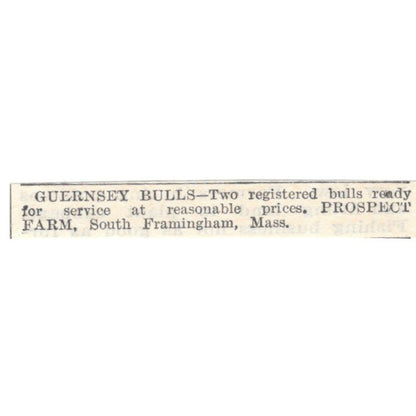 Guernsey Bulls Prospect Farm South Framingham MA 1905 Magazine Ad AF1-NES2