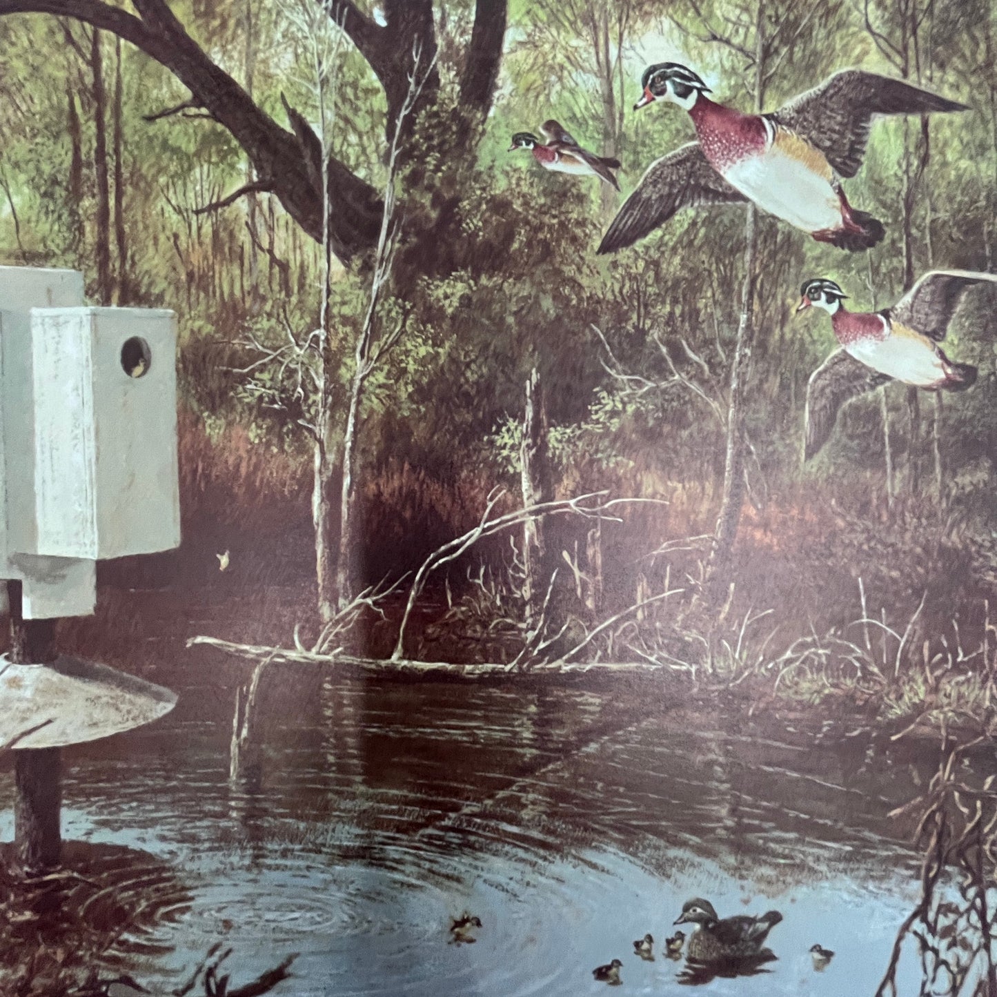 Wood Duck First Flight - Beecham 10x14" Art Print V23