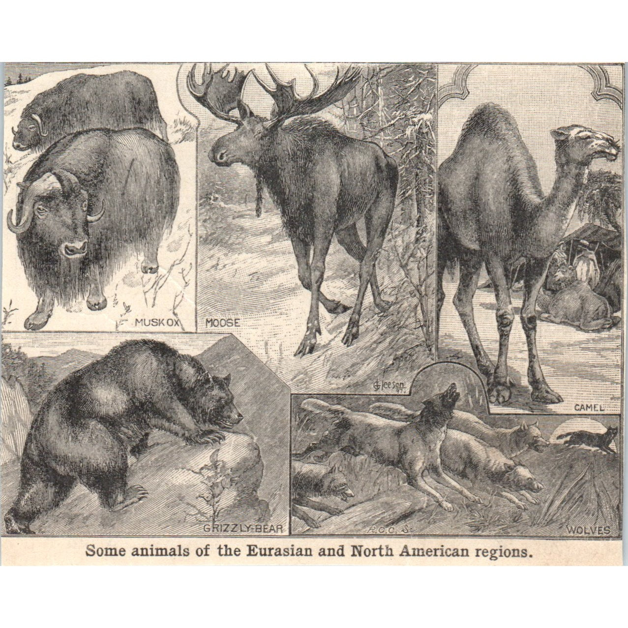 Animals of the Eurasia & North America Moose Camel Grizzly 1901 Engraving AF2-A6