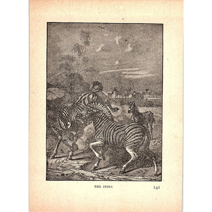 The Zebra 1902 Engraving Plate AF4-H3