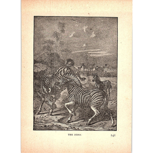 The Zebra 1902 Engraving Plate AF4-H3