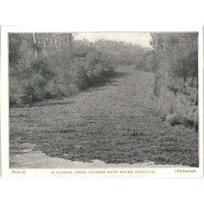 A Florida Creek Covered With Water Hyacinth 1897 Victorian Photo AE9-TS8