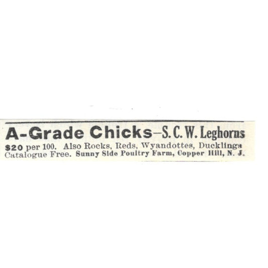 Sunny Side Poultry Farm A-Grade Chicks Copper Hill NJ 1924 Ad AG3-S9