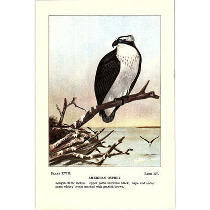American Osprey Bird 1901 Original Color Engraving Plate AF3-12