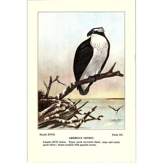 American Osprey Bird 1901 Original Color Engraving Plate AF3-12