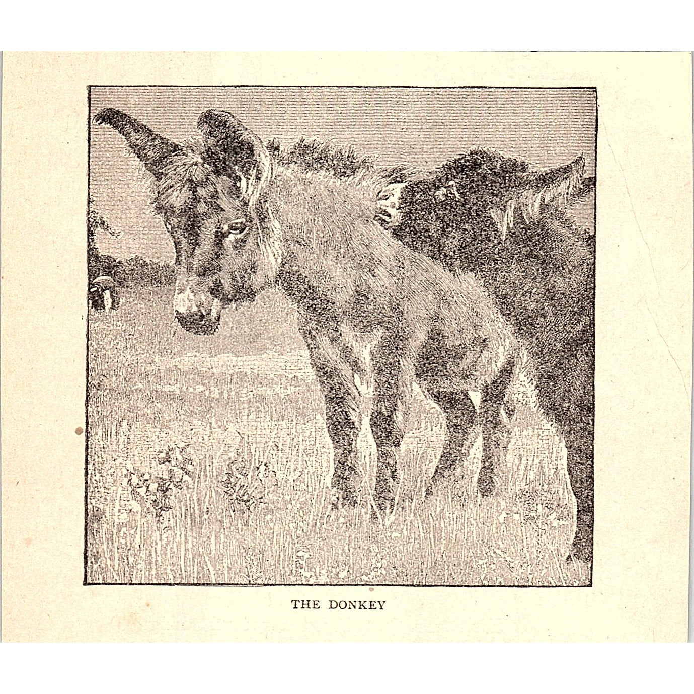 The Donkey 1902 Engraving Plate AF4-H2