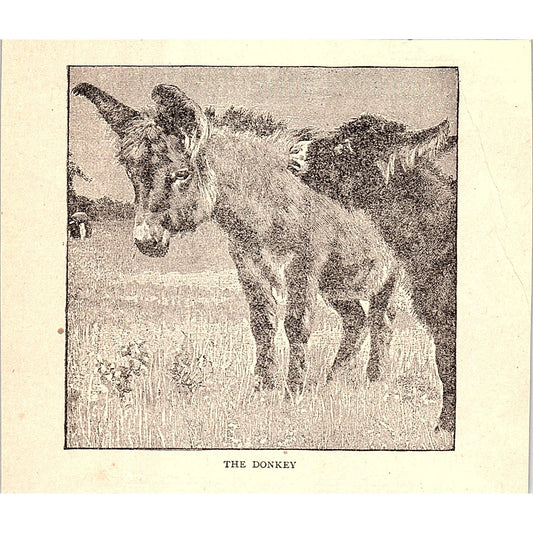 The Donkey 1902 Engraving Plate AF4-H2