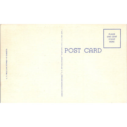 Parkston South Dakota Greetings Pheasants Vintage Postcard PC8