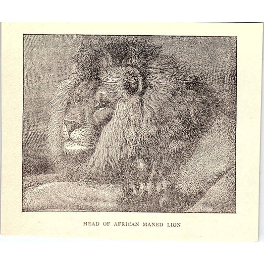 Head of African Maned Lion 1902 Engraving Plate AF4-H1