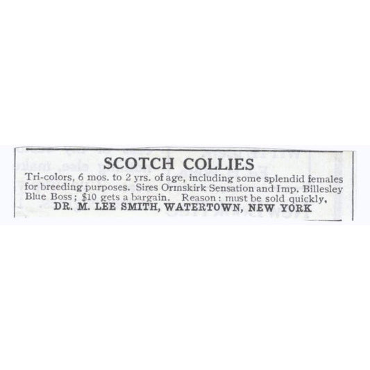 Scotch Collies M. Lee Smith Watertown NY 1913 Magazine Advertisement AE7-N8