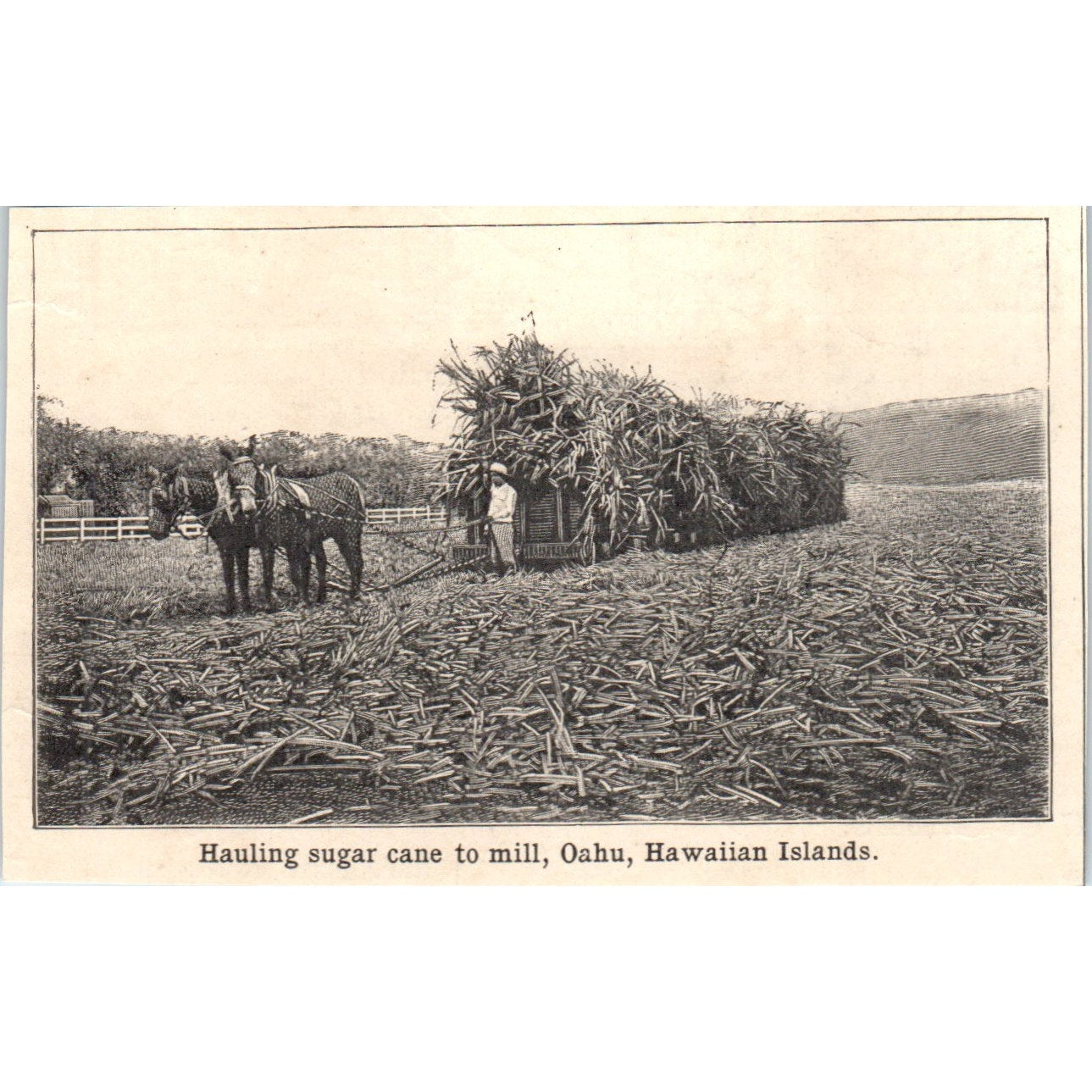 Hauling Sugar Cane Oahu Hawaiian Islands 1901 Engraving AF2-P4