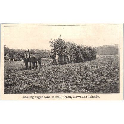 Hauling Sugar Cane Oahu Hawaiian Islands 1901 Engraving AF2-P4