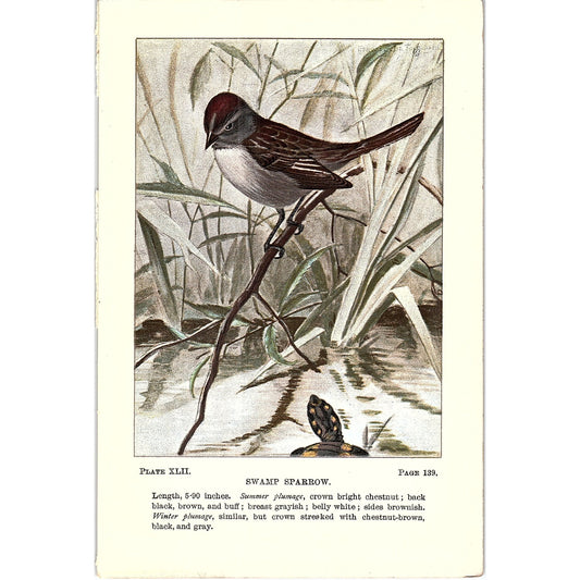 Swamp Sparrow Bird 1901 Original Engraving Plate AF3-11