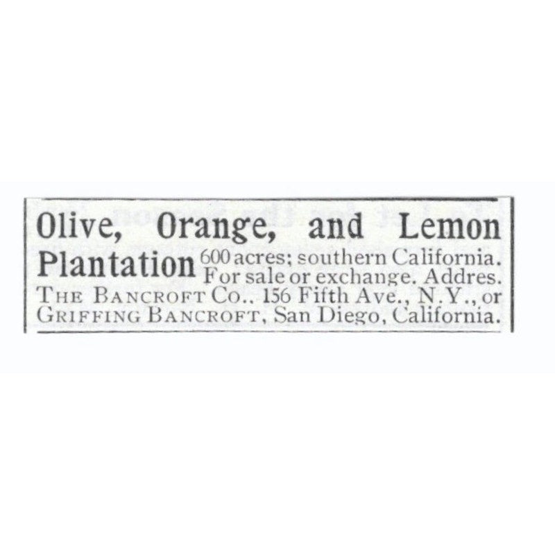 Olive, Orange & Lemon Plantation Griffing Bancroft San Diego CA 1903 Ad AF7-SS3