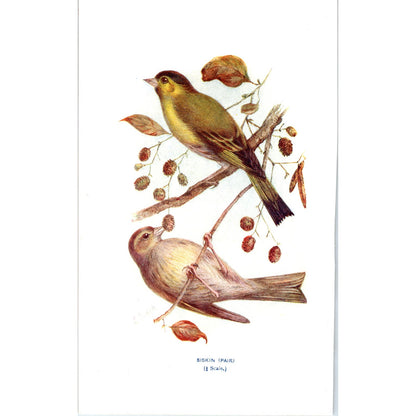 Biskin (Pair) Bird 1903 Original Color Engraving Plate Print AD8-B3