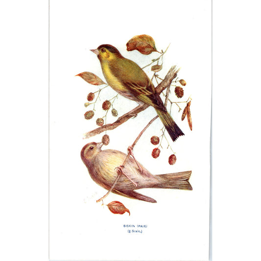 Biskin (Pair) Bird 1903 Original Color Engraving Plate Print AD8-B3