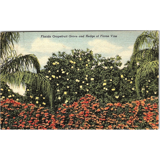 Florida Grapefruit Grove and Hedge of Flame Vine Vintage Postcard PE16