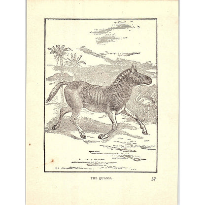 The Quagga 1902 Engraving Plate AF4-H4