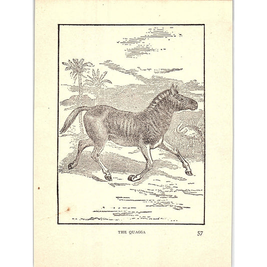 The Quagga 1902 Engraving Plate AF4-H4