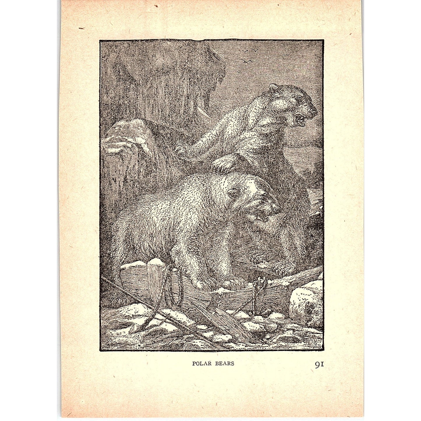Polar Bears 1902 Engraving Plate AF4-H3