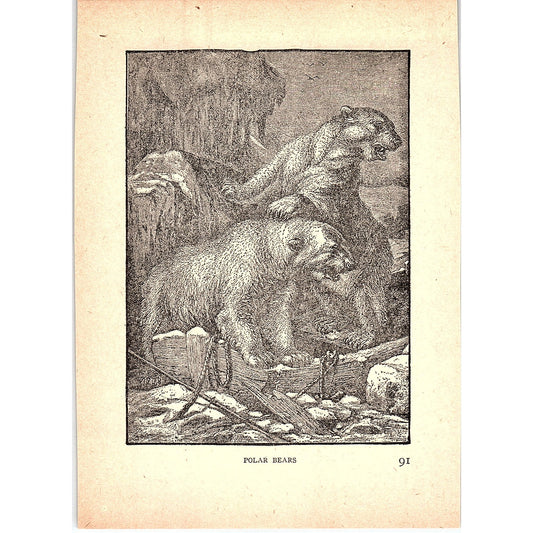 Polar Bears 1902 Engraving Plate AF4-H3
