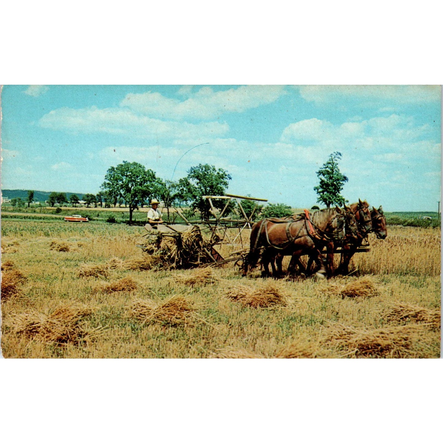 Mennonite Farm Boy Harvesting Wheat PA Dutch Country Vintage Postcard PD4