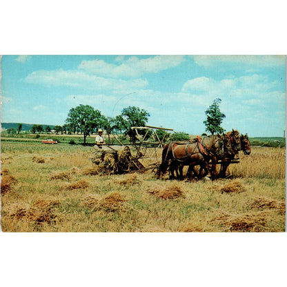 Mennonite Farm Boy Harvesting Wheat PA Dutch Country Vintage Postcard PD4