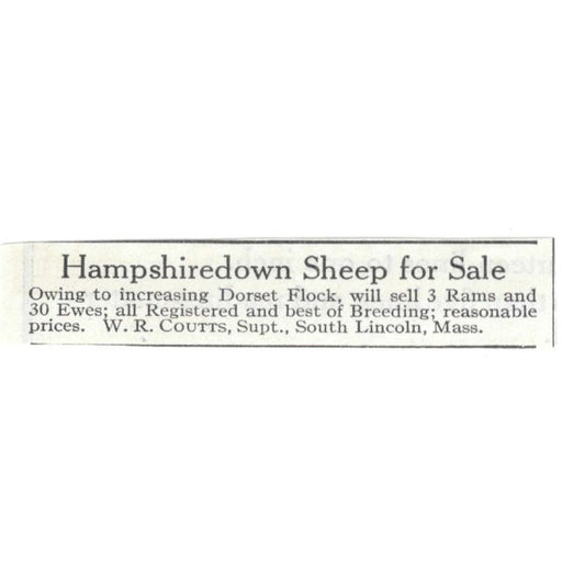 Hampshire Down Sheep W.R. Coutts South Lincoln MA 1913 Magazine Advert AE7-N8