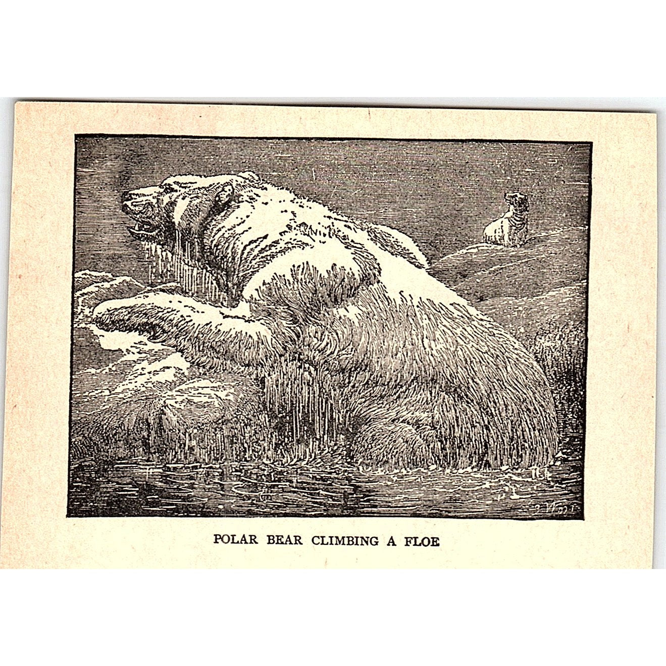 Polar Bear Climbing a Floe 1902 Engraving Plate AF4-M1