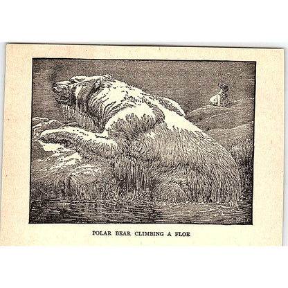 Polar Bear Climbing a Floe 1902 Engraving Plate AF4-M1