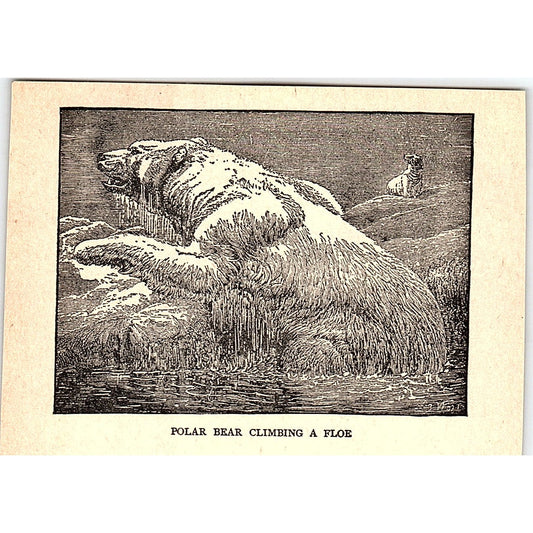 Polar Bear Climbing a Floe 1902 Engraving Plate AF4-M1