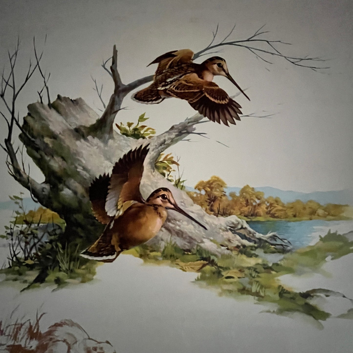 Woodcock - Sweney 14x16" Art Print FL1