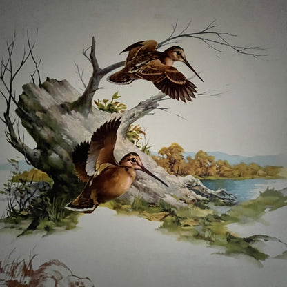 Woodcock - Sweney 14x16" Art Print FL1