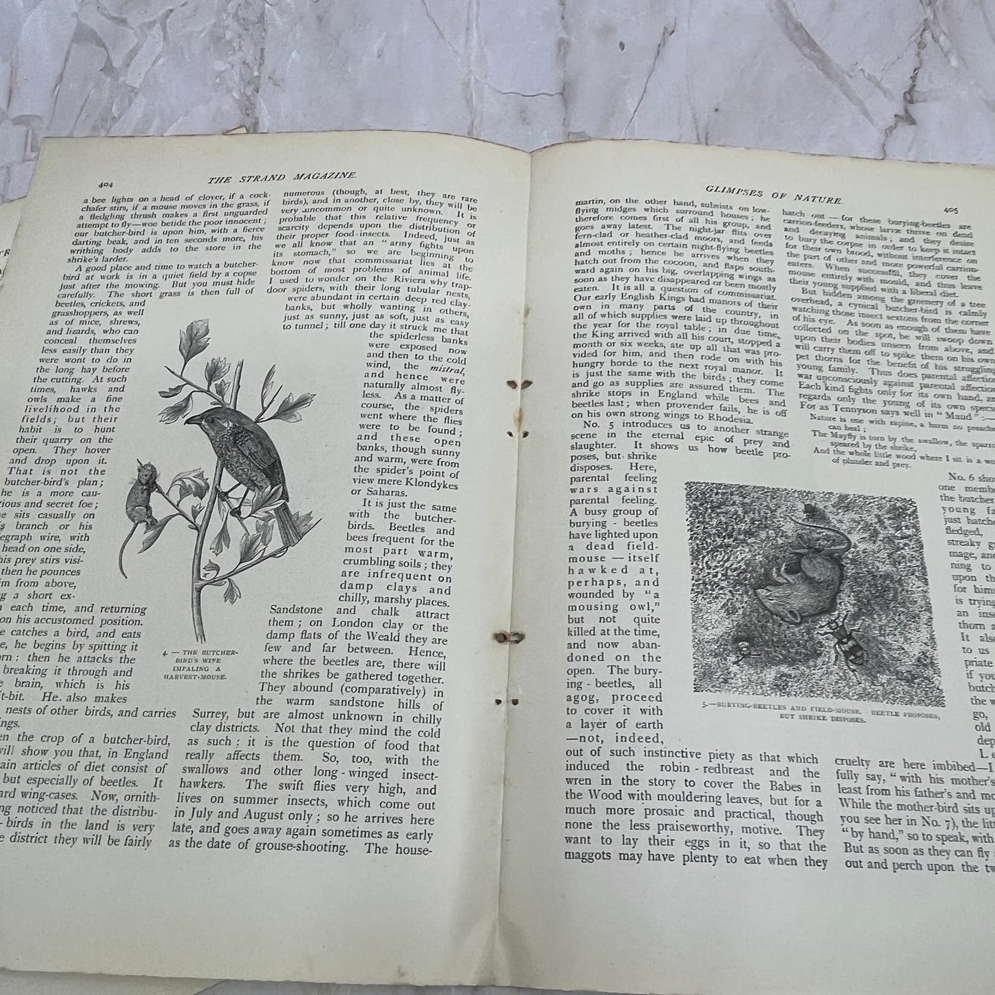 Glimpses of Nature A Woodland Tragedy Grant Allen 1897 Victorian Article AE9