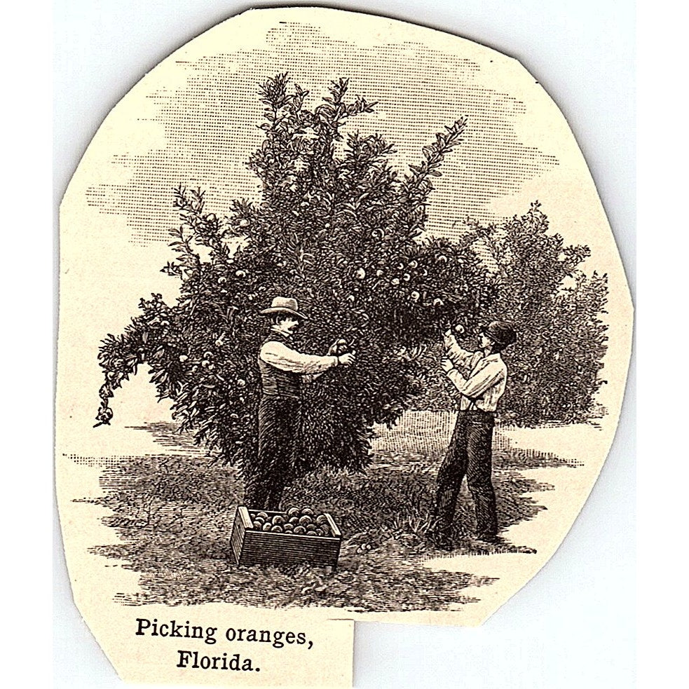 Picking Oranges in Florida 2.5x3" 1901 Engraving AF6-M9