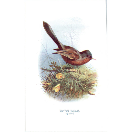 Dartford Warbler Bird 1903 Original Color Engraving Plate Print AD8-B6