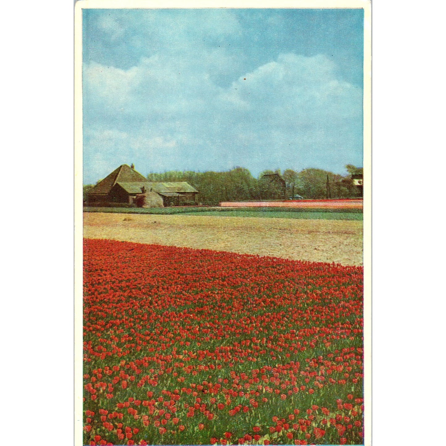 1960s Tulip Fields Near Egmond Vintage Postcard PE2