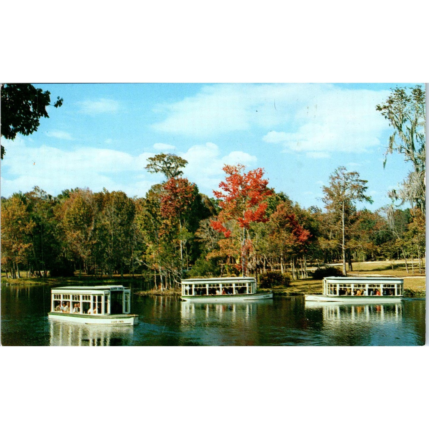 Down River Scene at Florida's Silver Springs Vintage Postcard AB9