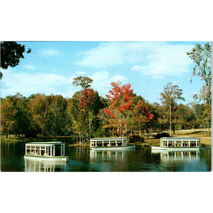 Down River Scene at Florida's Silver Springs Vintage Postcard AB9