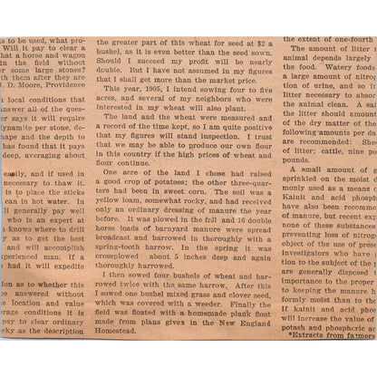 Baby Porkers Chester White Pigs Bred in MA 1905 Magazine Ad AF1-NEH