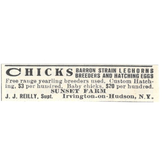 J.J. Reilly Chicks Sunset Farm Irvington-On-Hudson NY 1924 Ad AG3-S8