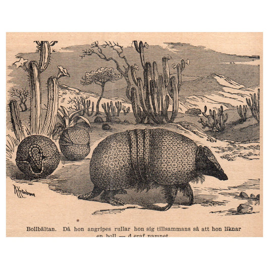 Brazilian Three-Banded Armadillo 1909 Swedish Engraving Print AF5-16