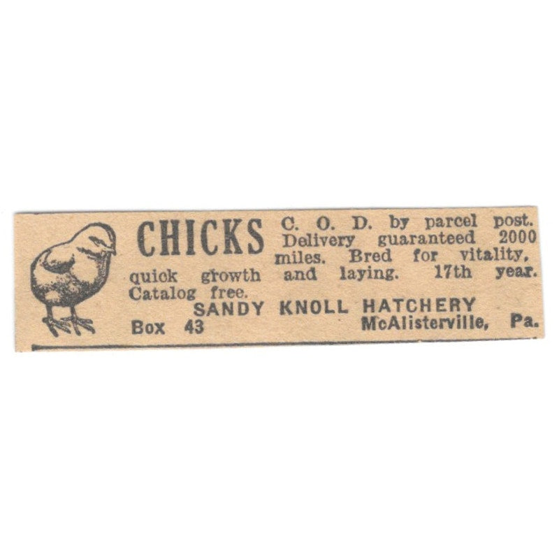 Sandy Knoll Hatchery Chicks McAlisterville PA 1922 Magazine Ad AF2-T3