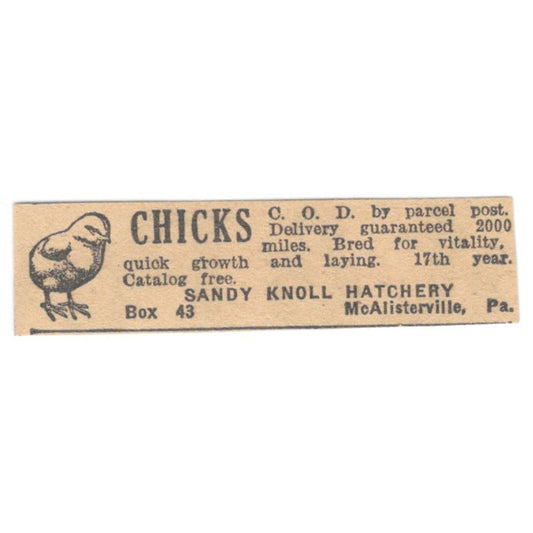 Sandy Knoll Hatchery Chicks McAlisterville PA 1922 Magazine Ad AF2-T3