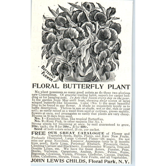 John Lewis Childs Floral Butterfly Plant Floral Park NY 1903 Magazine Ad AF2-O4