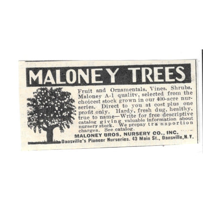 Maloney Trees Maloney Bros. Nursery Co Inc Dansville NY 1924 Ad AG3-S2