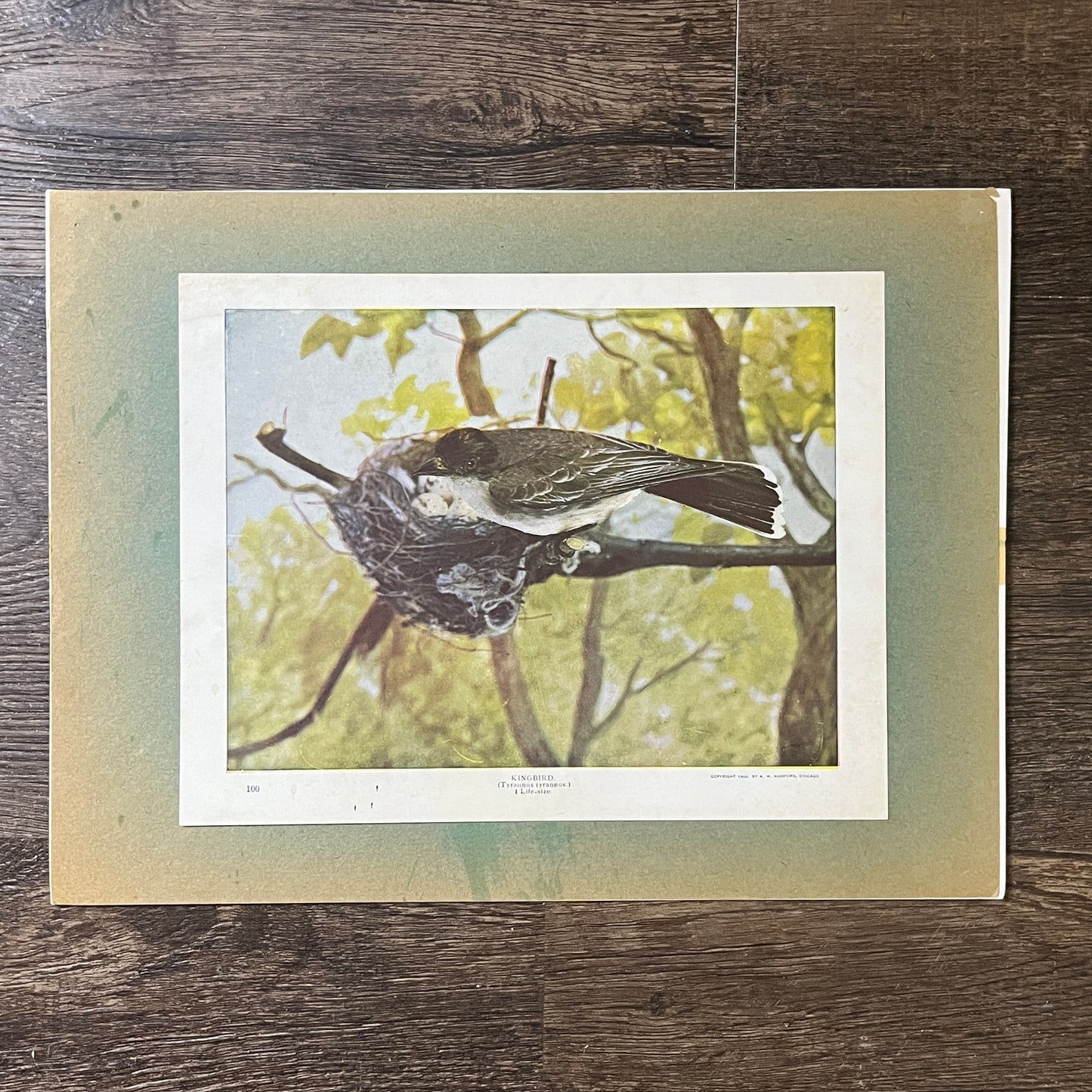 c1900 Original Kingbird Tyrannus Tyrannus Audubon Print A.W. Mumford 9x12 V2